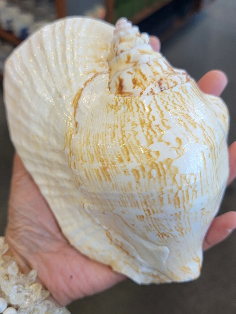 1pc Decorative Natural Conch Shell - Cream and Tan Home Accent